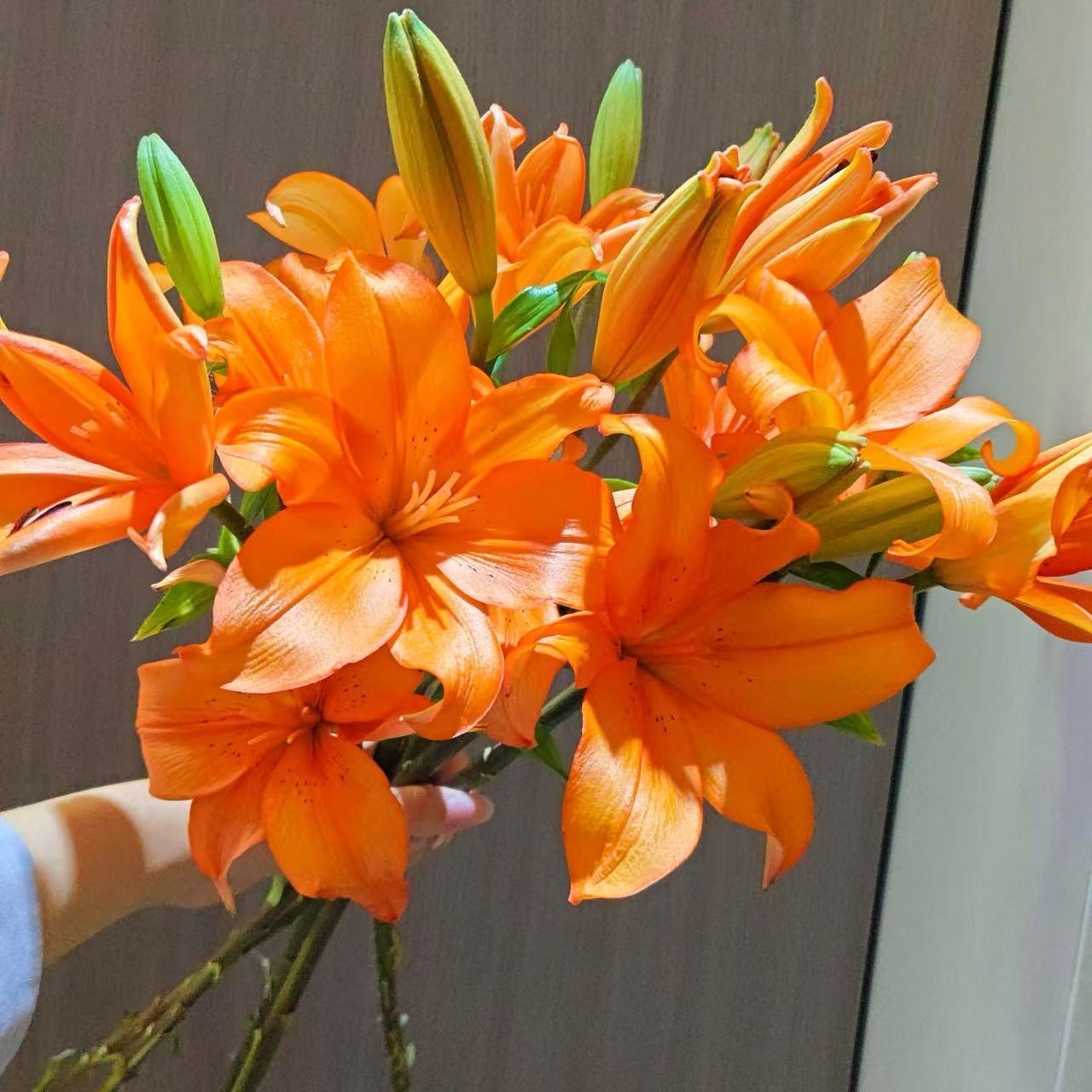 云南橙色梦想百合基地直发百合鲜花水培家庭高级高档插花鲜切花