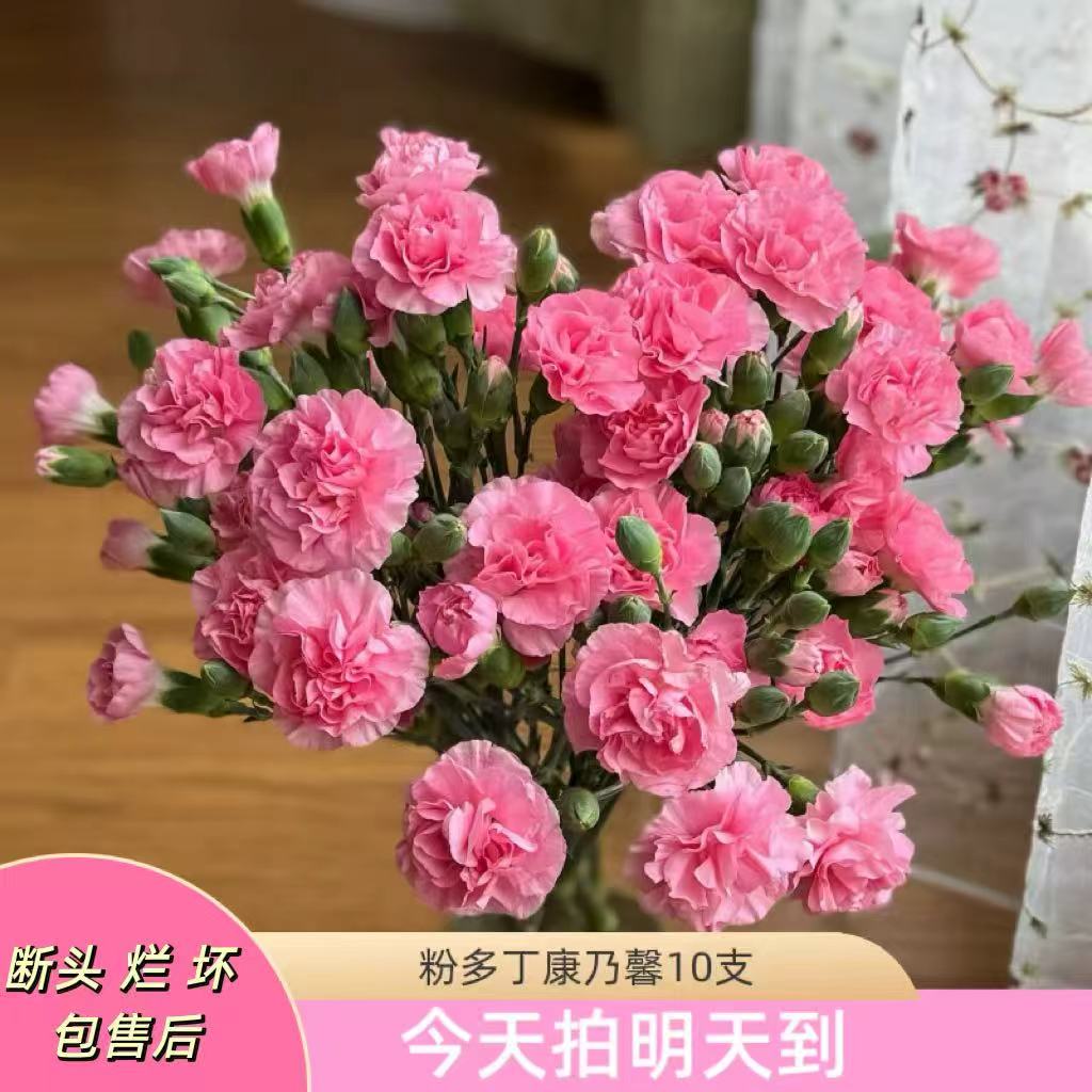 果语精选【珍珠粉多头康乃馨10支】云南鲜花批发次日达