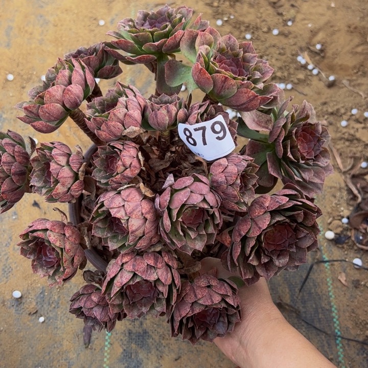 万拉丝多肉植物879