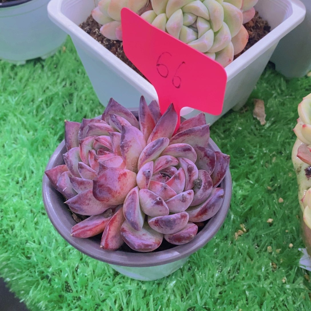 仙****）开心多肉植物多肉