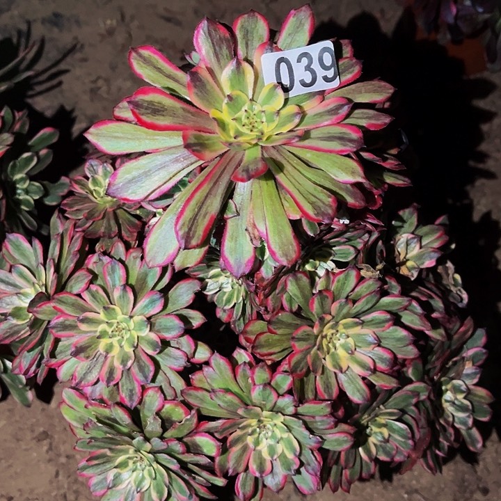 039艳日伞多肉植物处理不售后