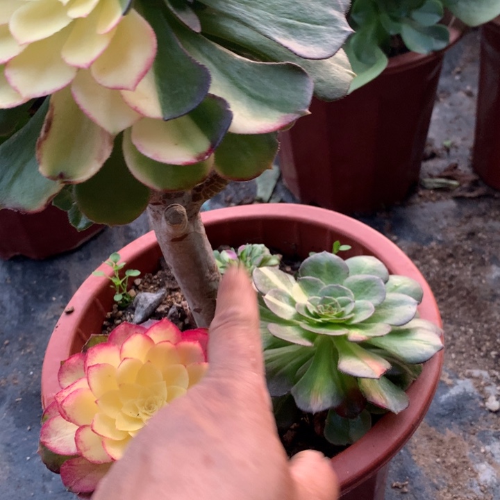 草***丁410海王七彩多肉植物特价