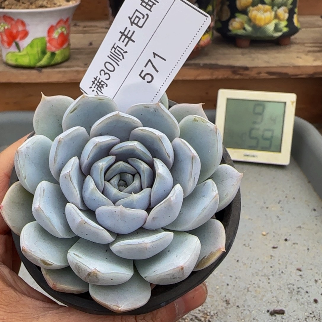 571汉堡多肉单头8cm