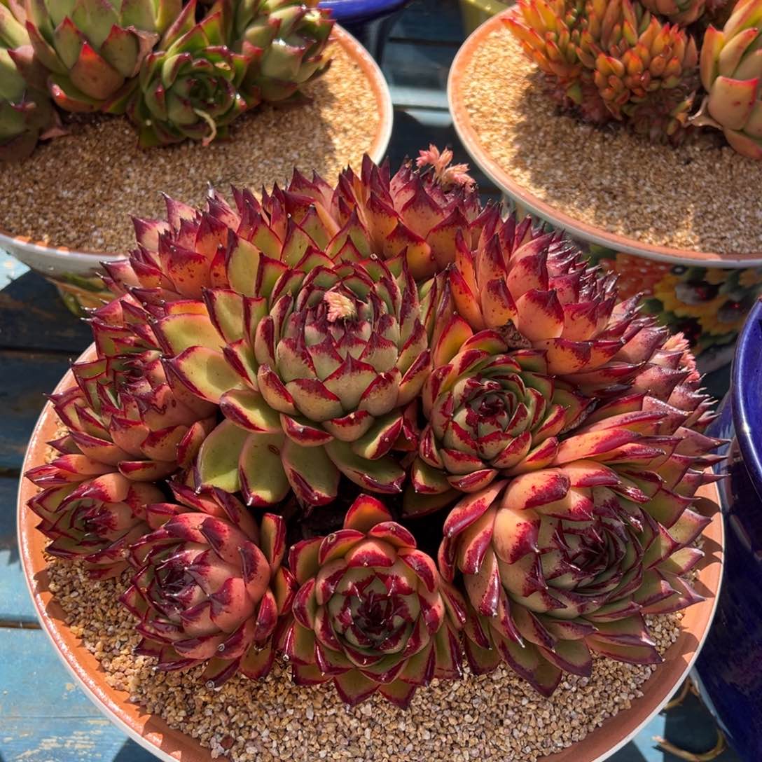 从前慢多肉精选编号0212.伊丽莎白