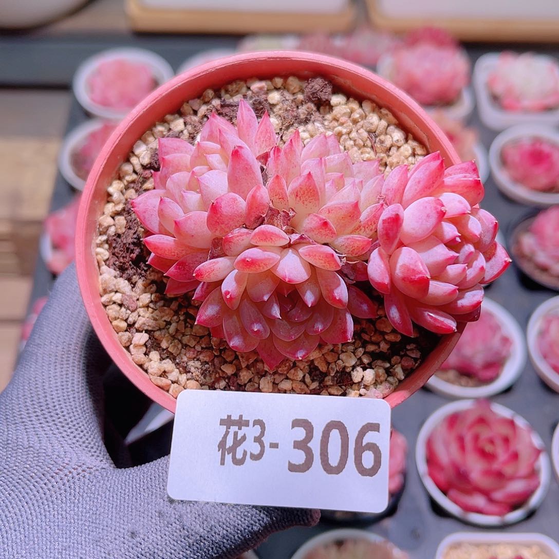 花03-306新品群生