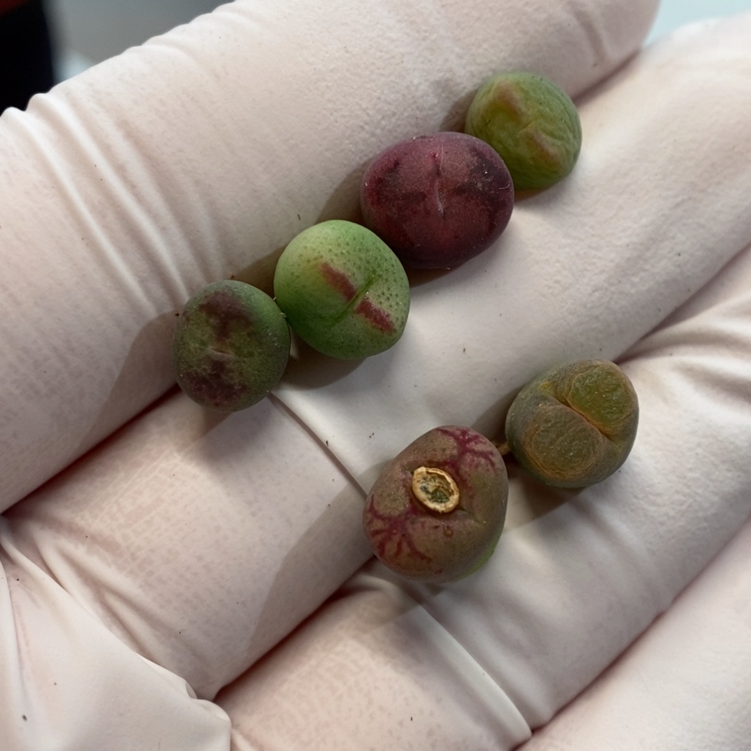 多肉植物肉锥杂交K-62（0.9）杂多多