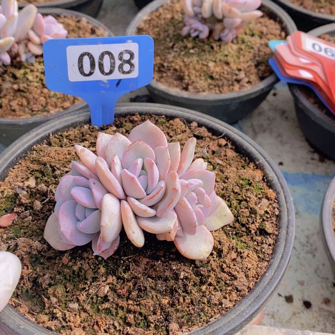 有****、奶茶多肉植物008