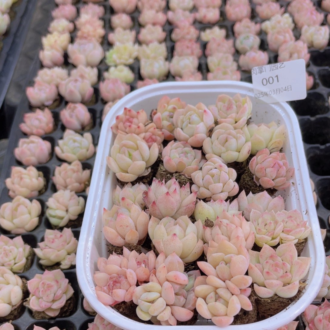 开心快乐幸福001