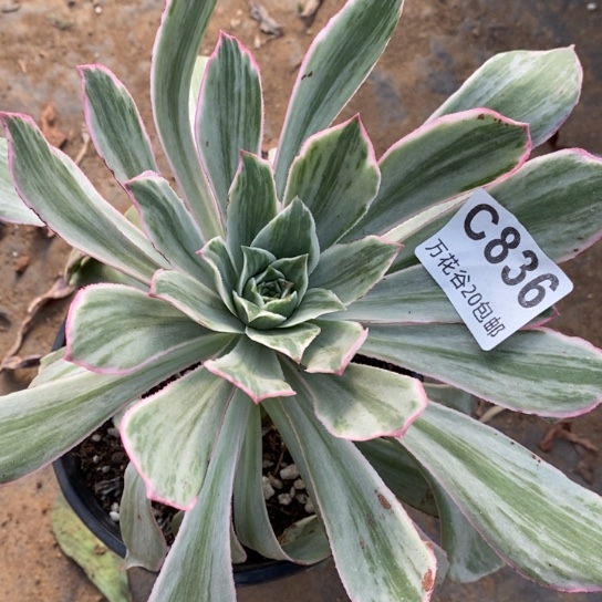 836白发魔女多肉植物