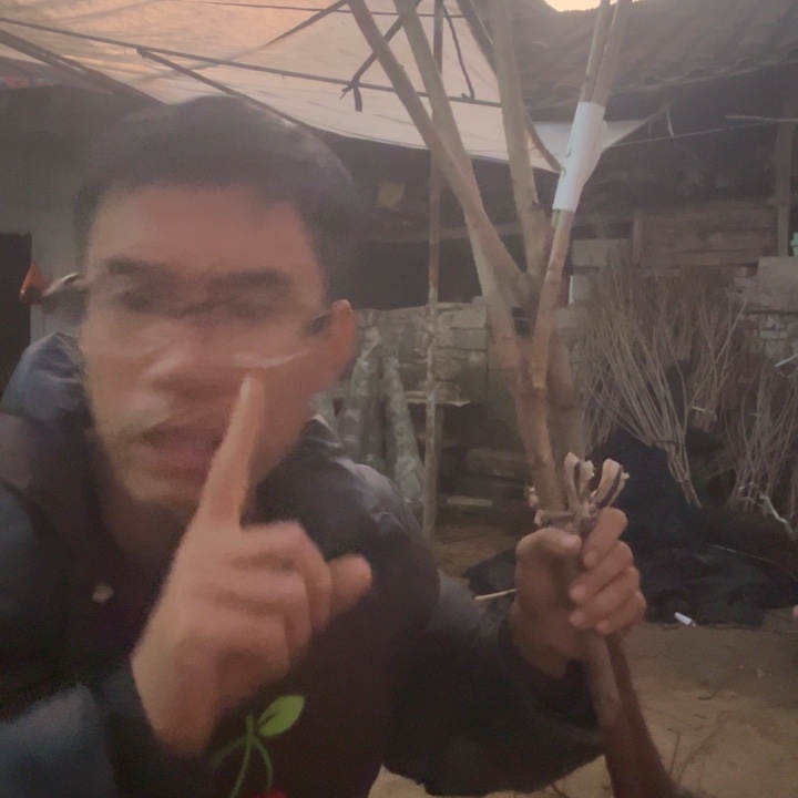 当前无花栽培后可以开花16
