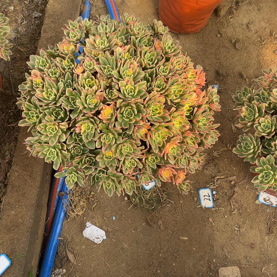 35甜茶法师多肉植物