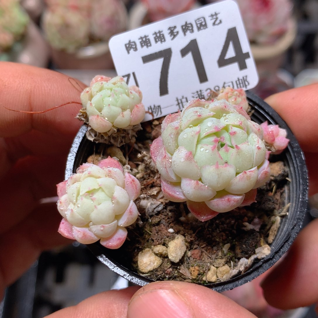 5CM拇指盆精控多肉ZI714