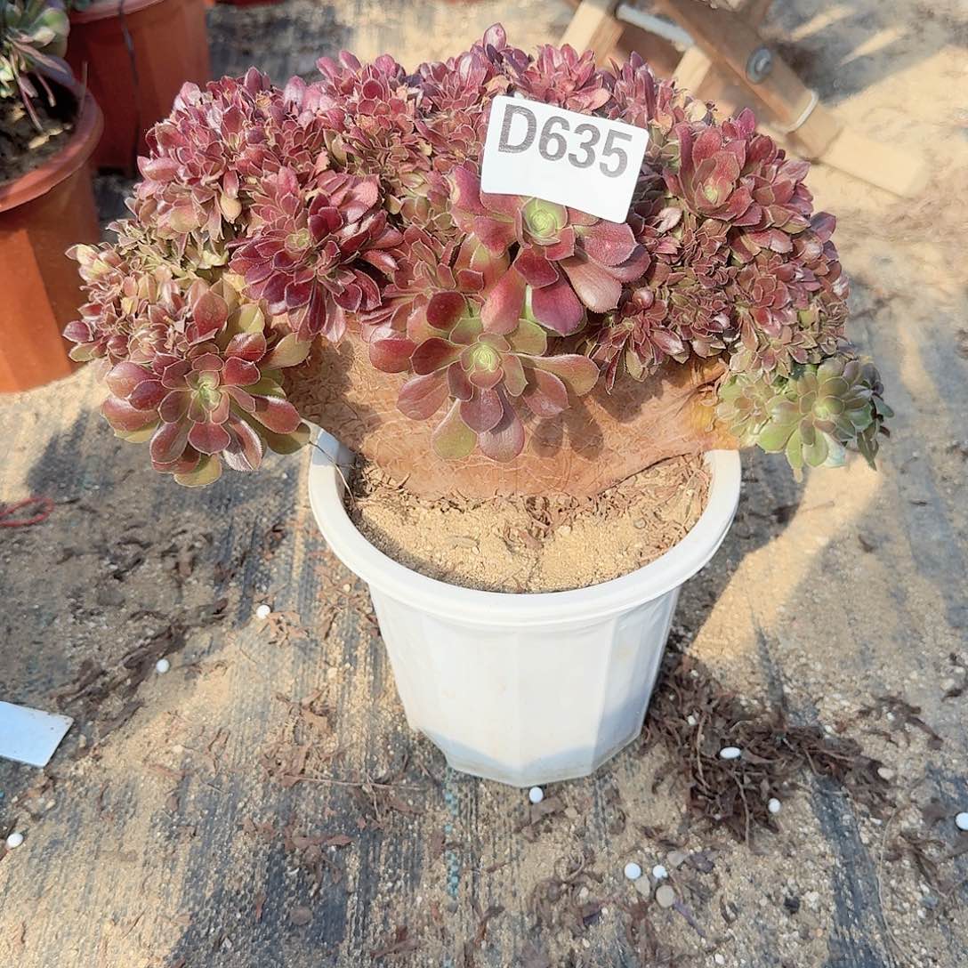 635玫瑰一颗呀呀