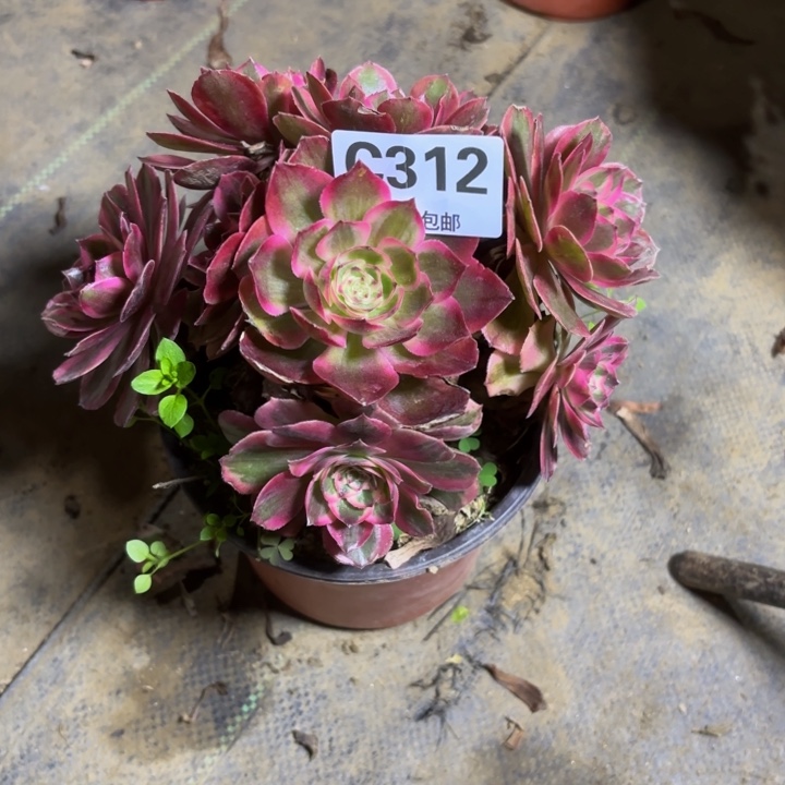 瑞妈，。。。。。312。海神，