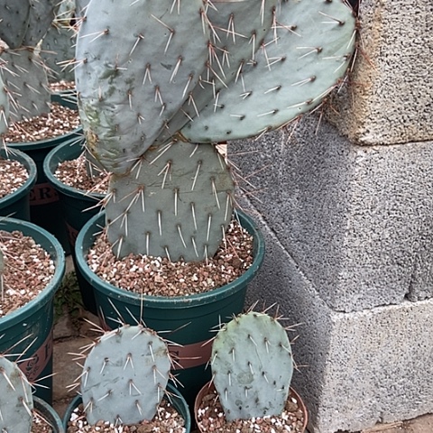 亦***然仙人掌科罗拉多一拖三无根