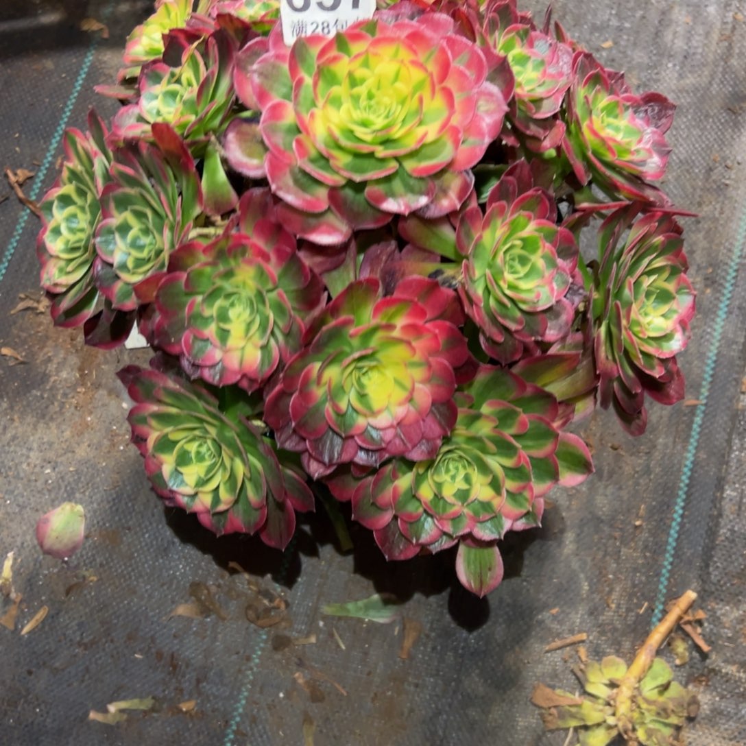 敖***萍多肉植物657海王的