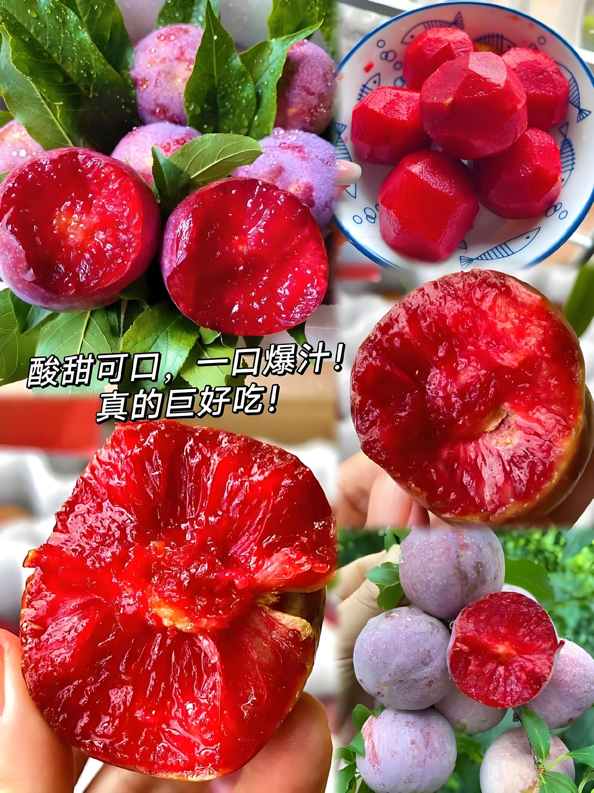 顺丰包邮 福建芙蓉李果园直发  新鲜采摘酸甜可口