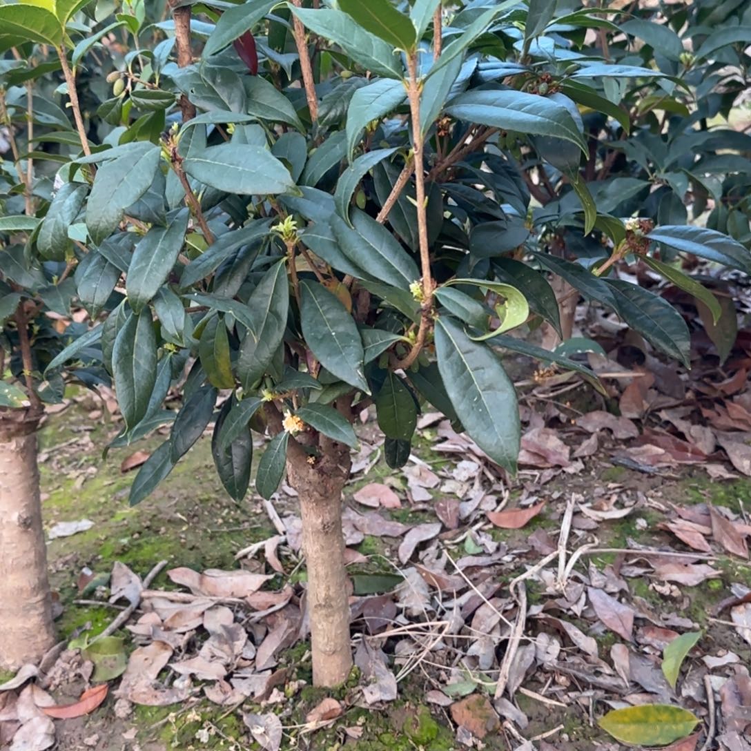 蟹****无花朵桂花。四季桂系列