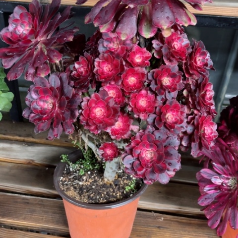 多肉植物香奈儿锦。