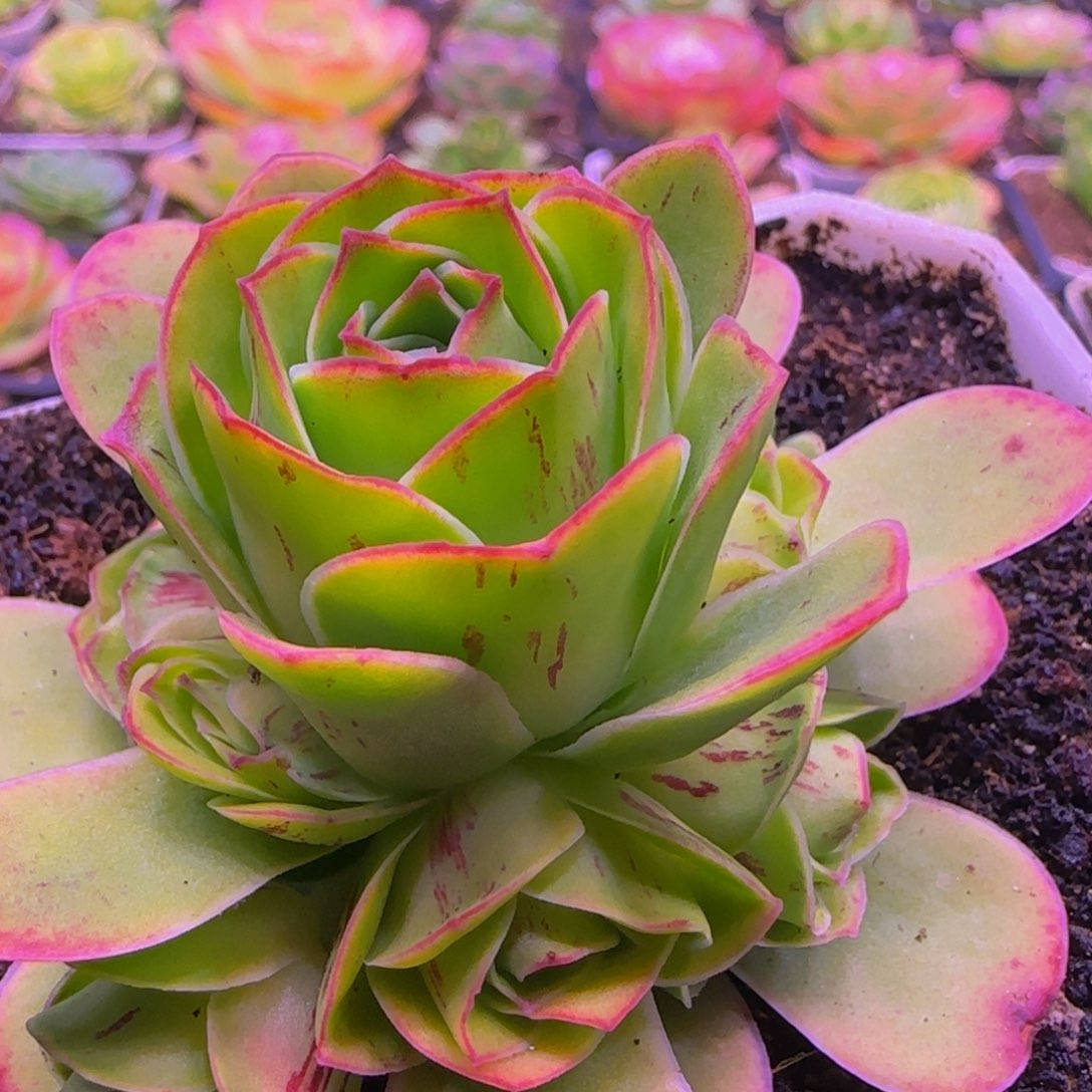 胭脂扣捧花13134376868676566