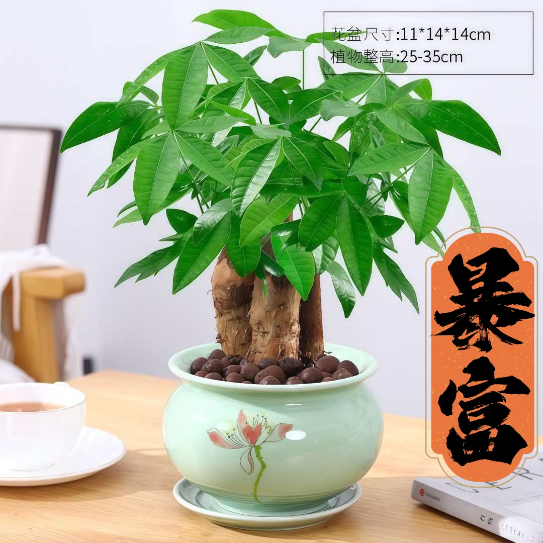 发财树大棵室内植物盆栽客厅桌面茶几三杆招财树办公室好养新品