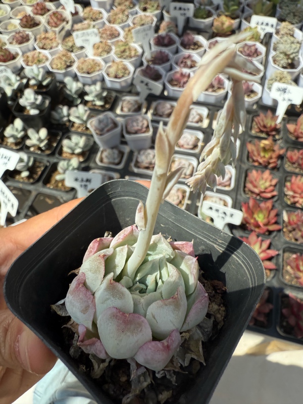 满9.9包邮 精品沁心多肉植物