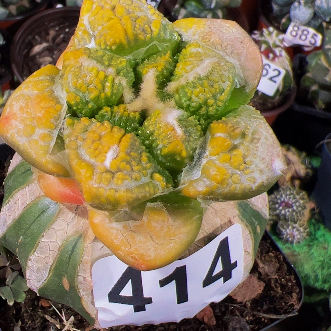 无花朵龟甲牡丹锦414