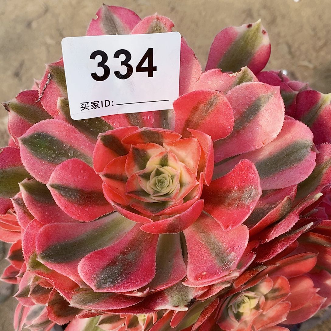334号粉女巫多肉植物
