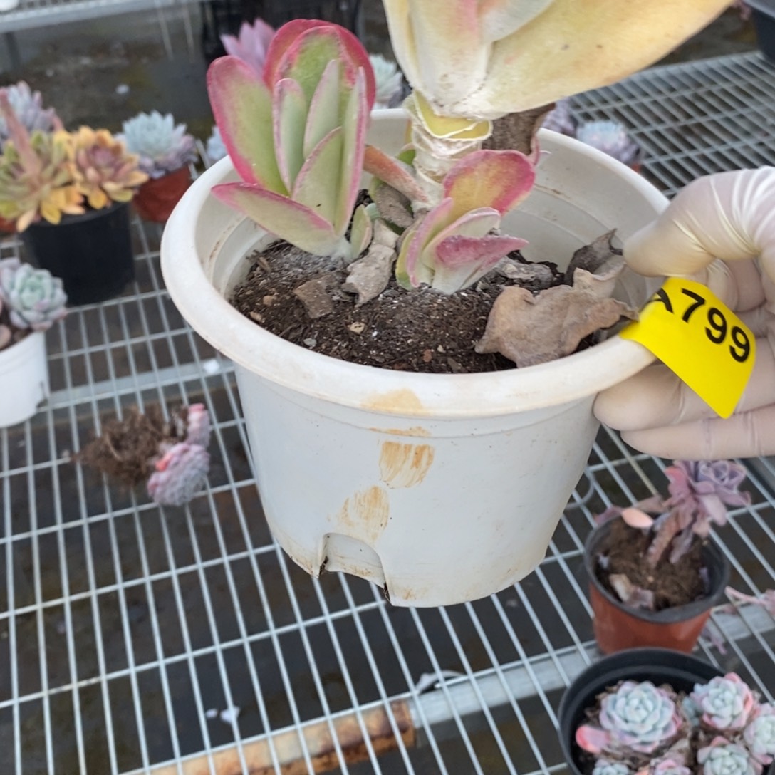 飞***飞799唐印群一物一拍