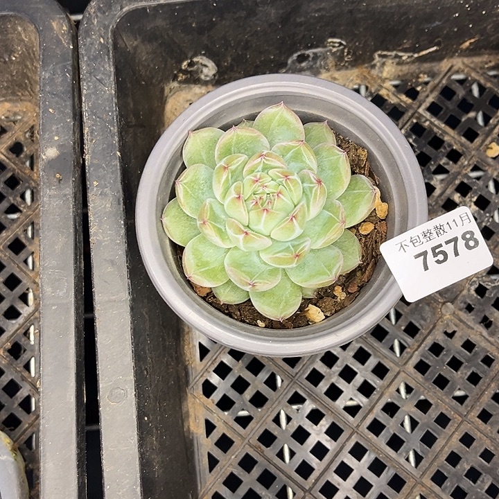 阿雅园艺。      7578雪花