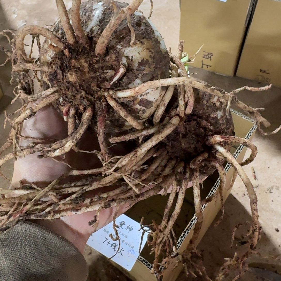 爱神7+残次2颗组合开花球