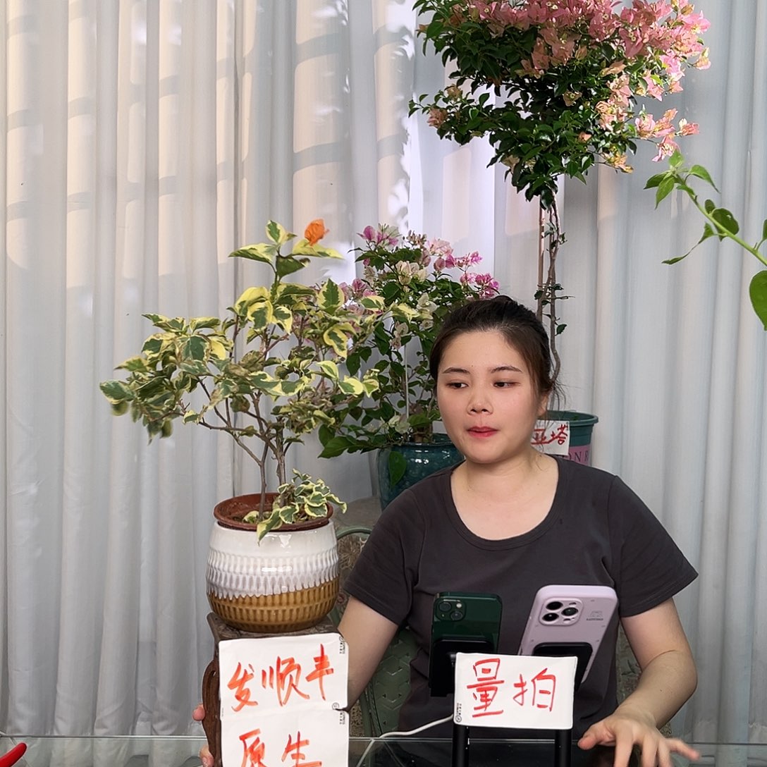 当前无花栽培后可以开花橙冰小一颗