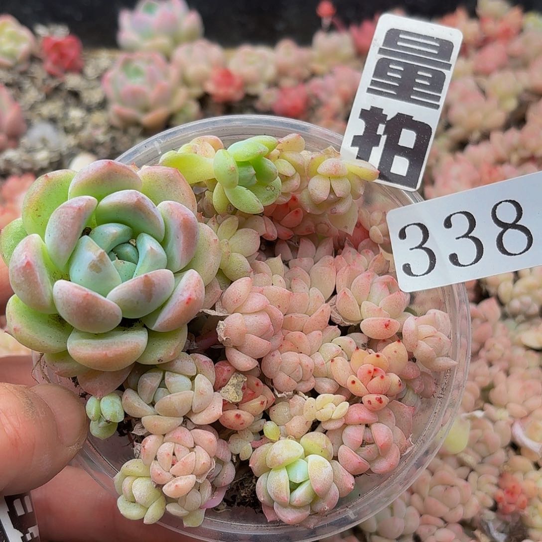 多肉植物多肉植物338量拍