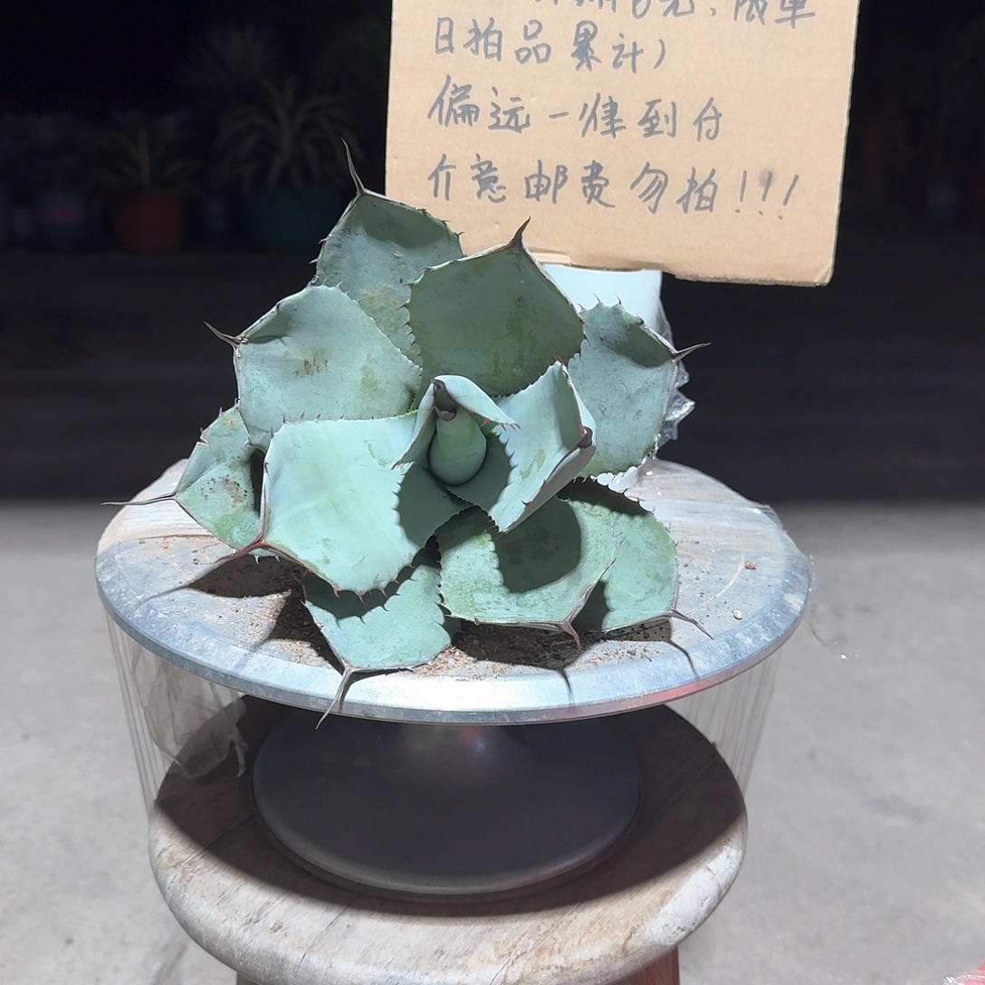 完全开放福克斯龙舌兰