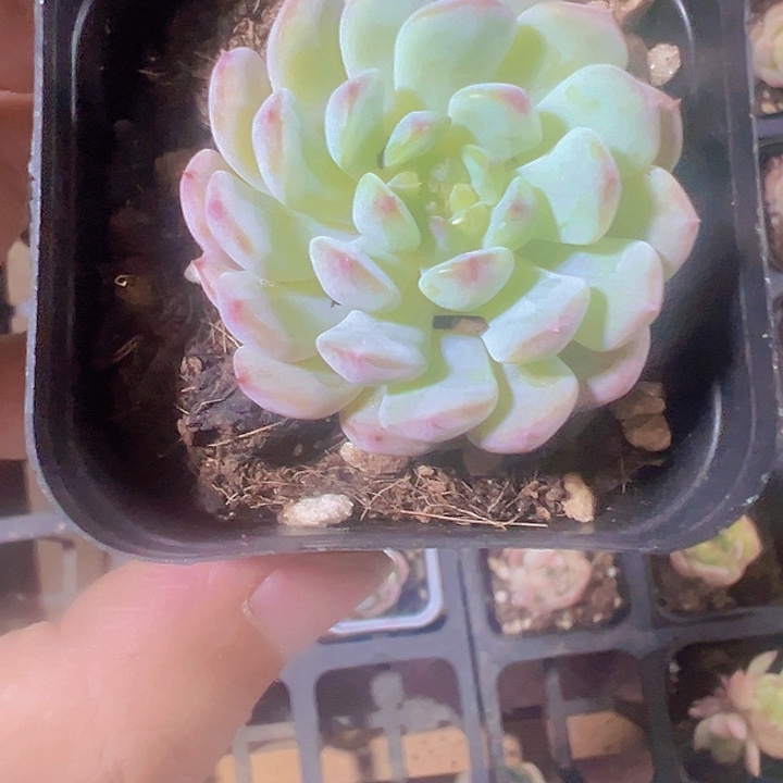 白胖子精品多肉植物