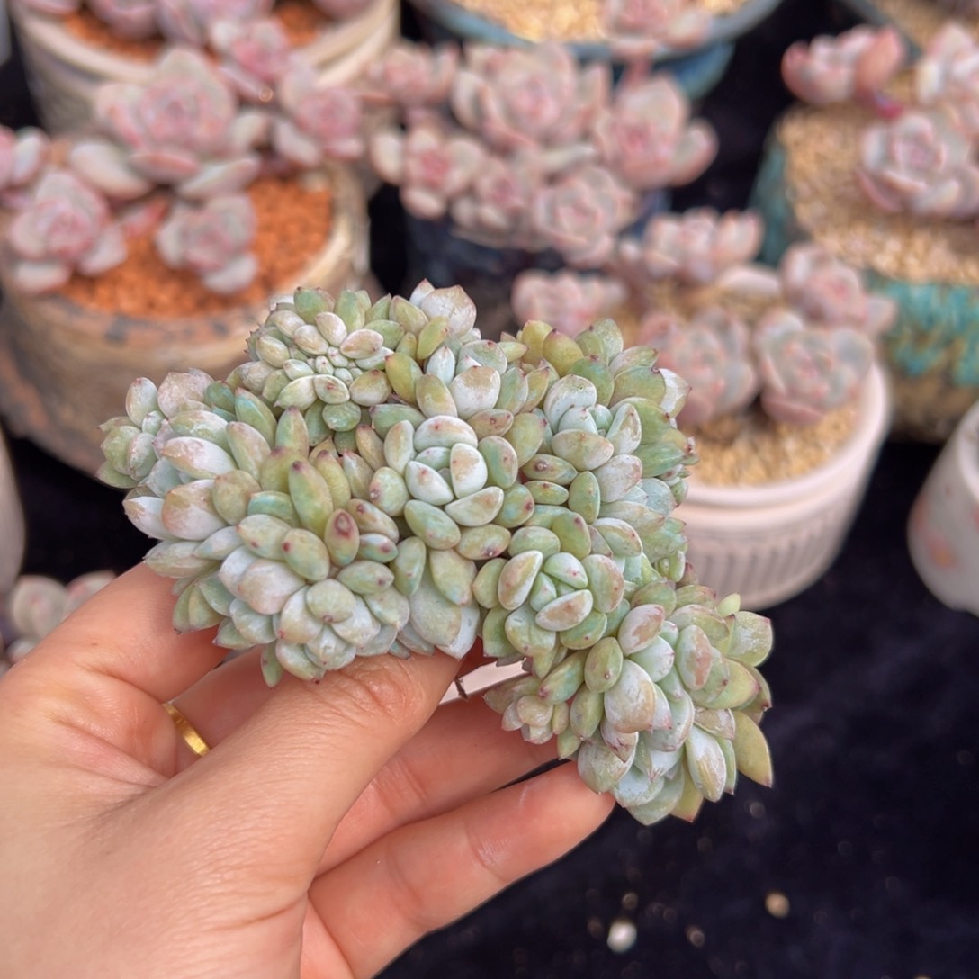 新年快乐 新年快乐