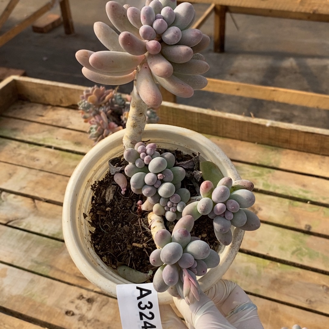 324汤圆老桩一物一拍