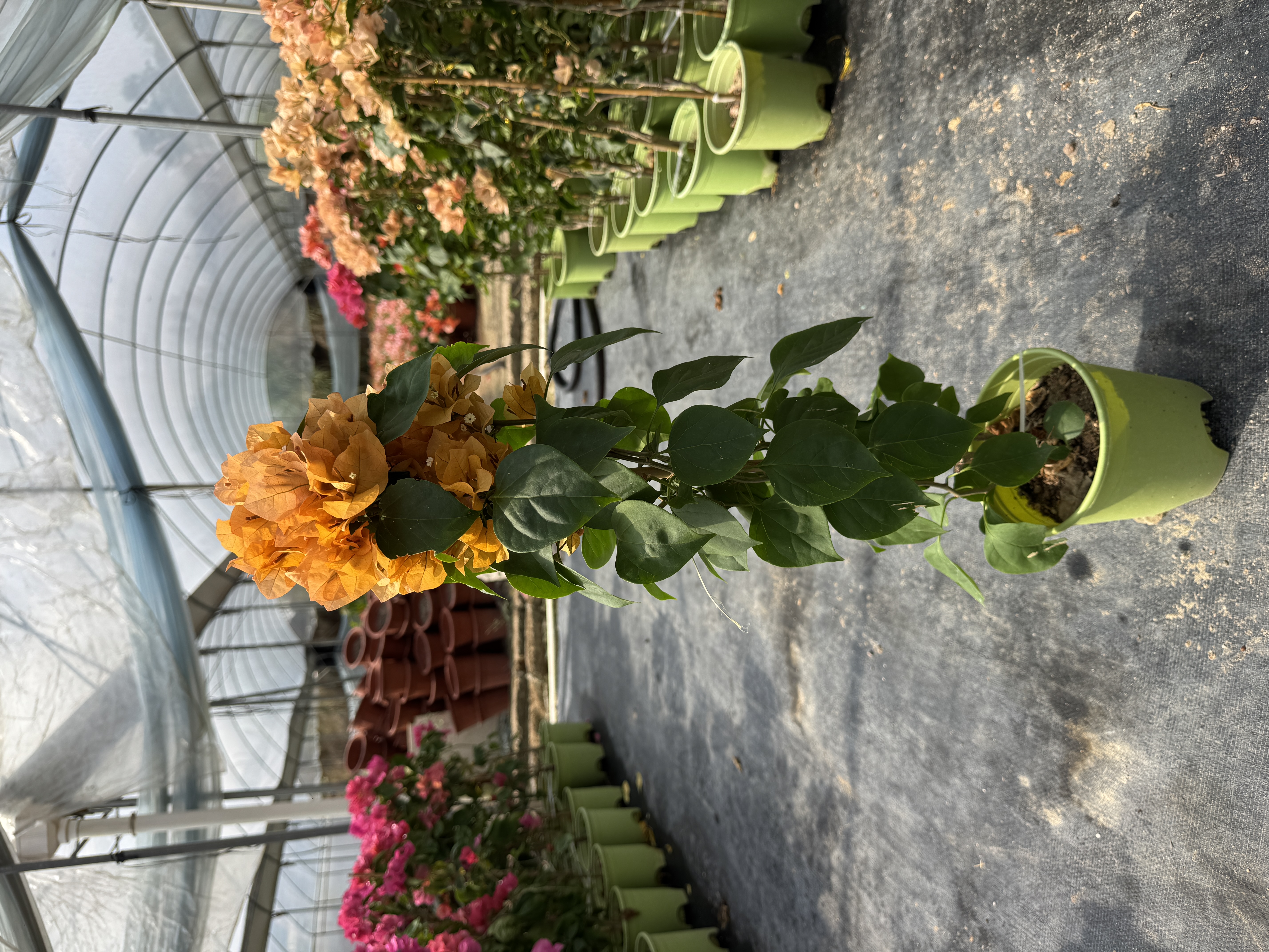 【金色光辉】三角梅0.5加仑带花带盆藤条四季勤花爬藤绿植