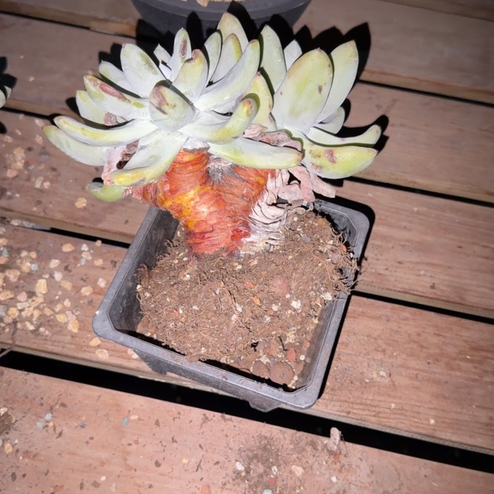 喜****拇指仙女杯多肉植物