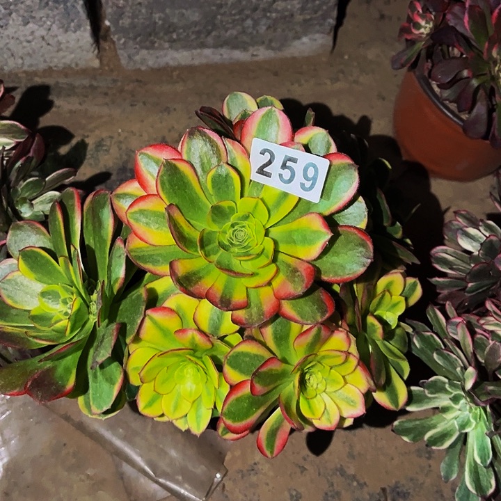 259奶白多肉植物