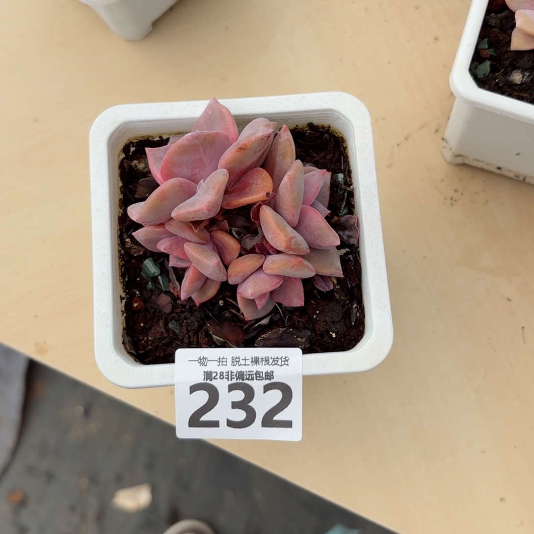 1***9彩虹糖无盆土发货
