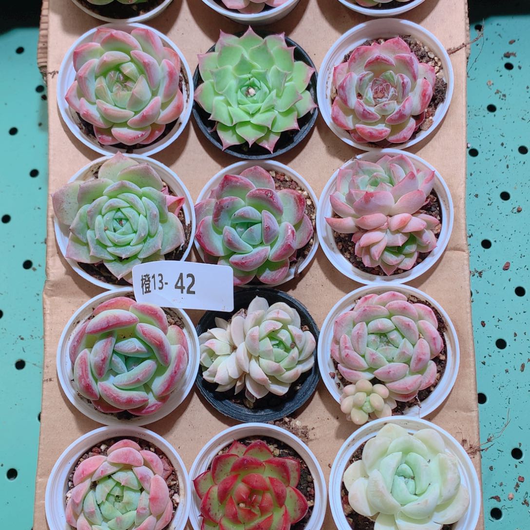 13-42一物一拍带盆18颗