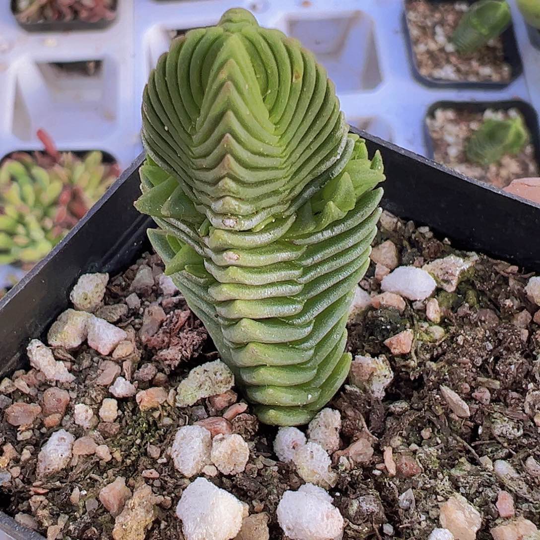 达魔塔19包邮多肉植物