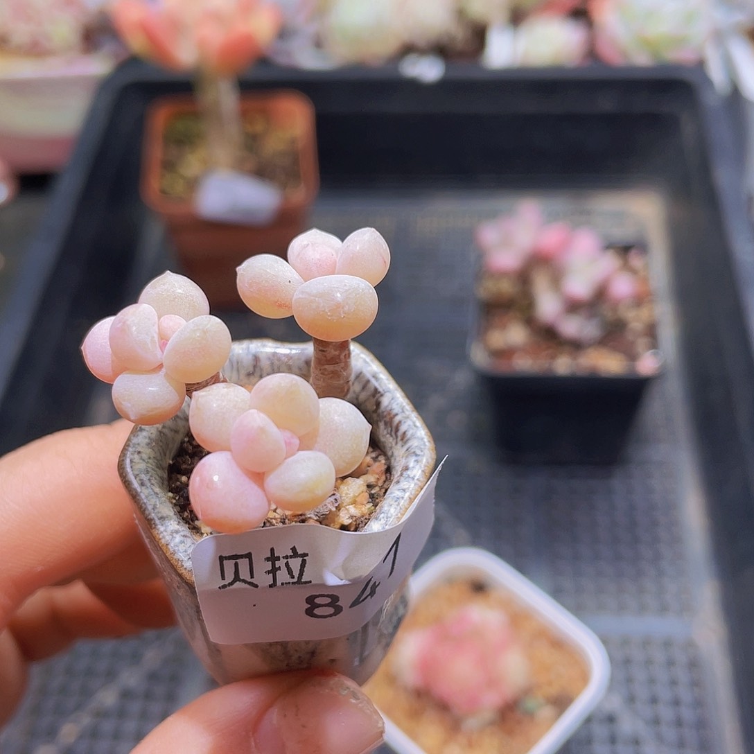 刘***包847带盆土精品多肉一物一拍