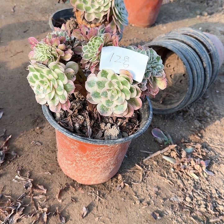 倾城缀化12号多肉植物