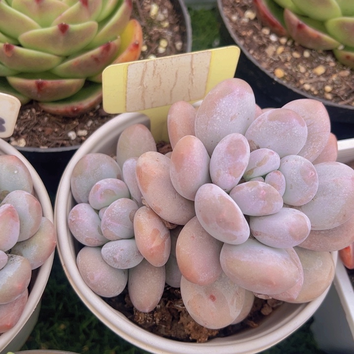 健健康康平平安安