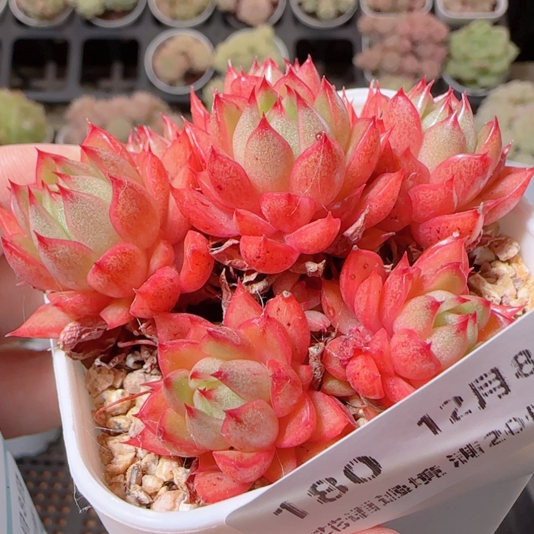 花语多肉1208-180红酒桃