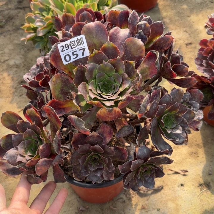 爱丽丝……多肉……植物