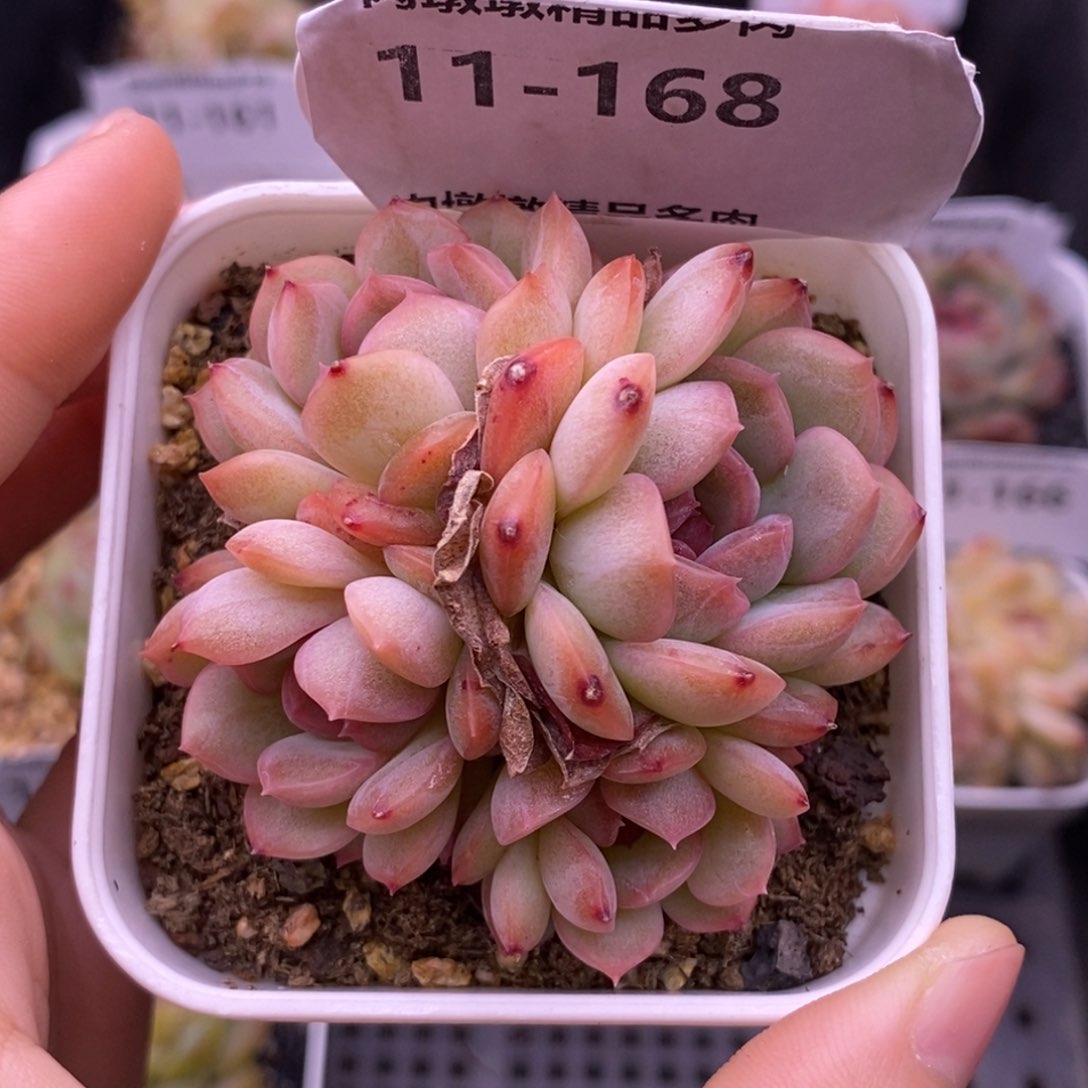 【闪购商品】11-168琴心