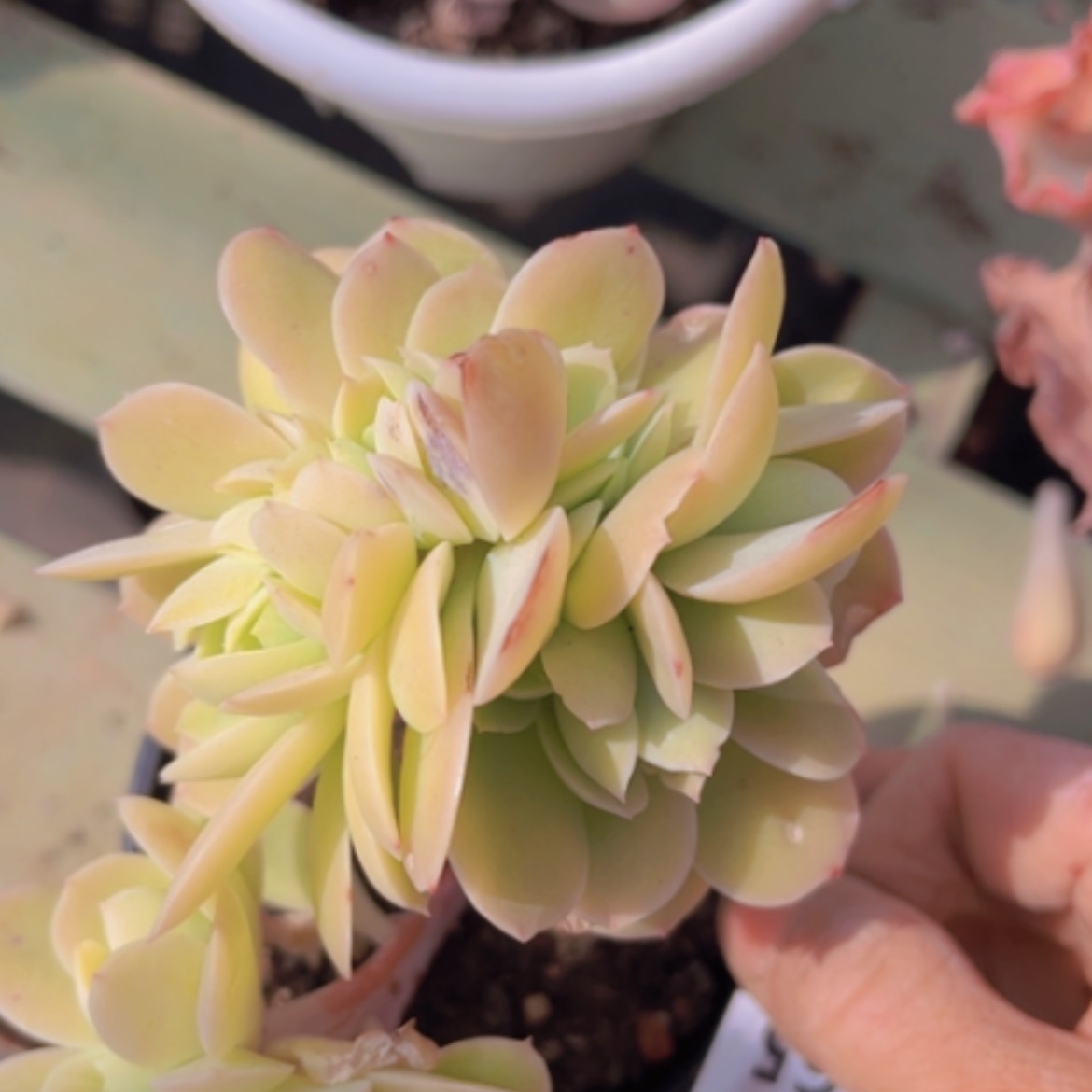 【闪购商品】碧桃缀10165